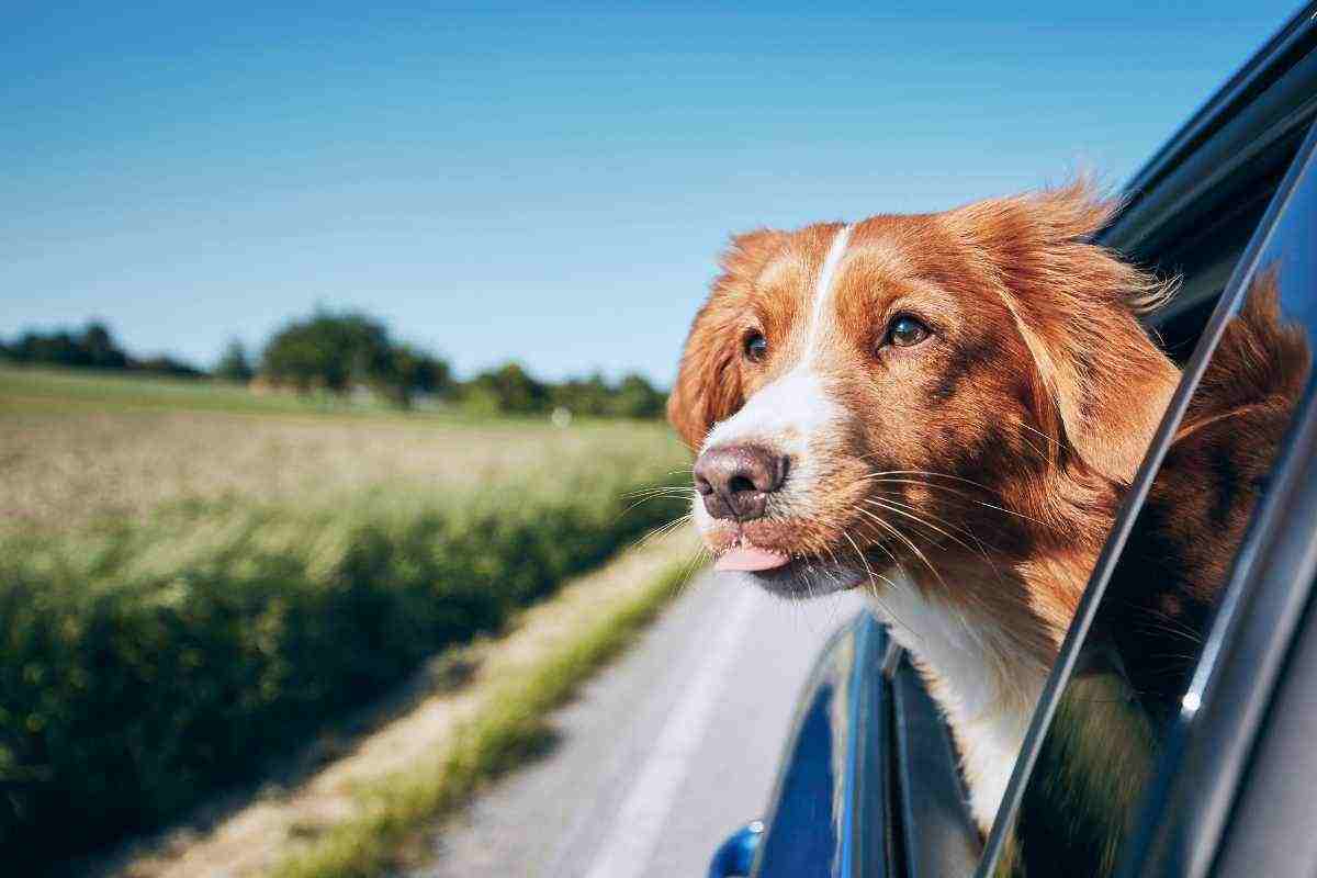 Come tenere il cane in auto
