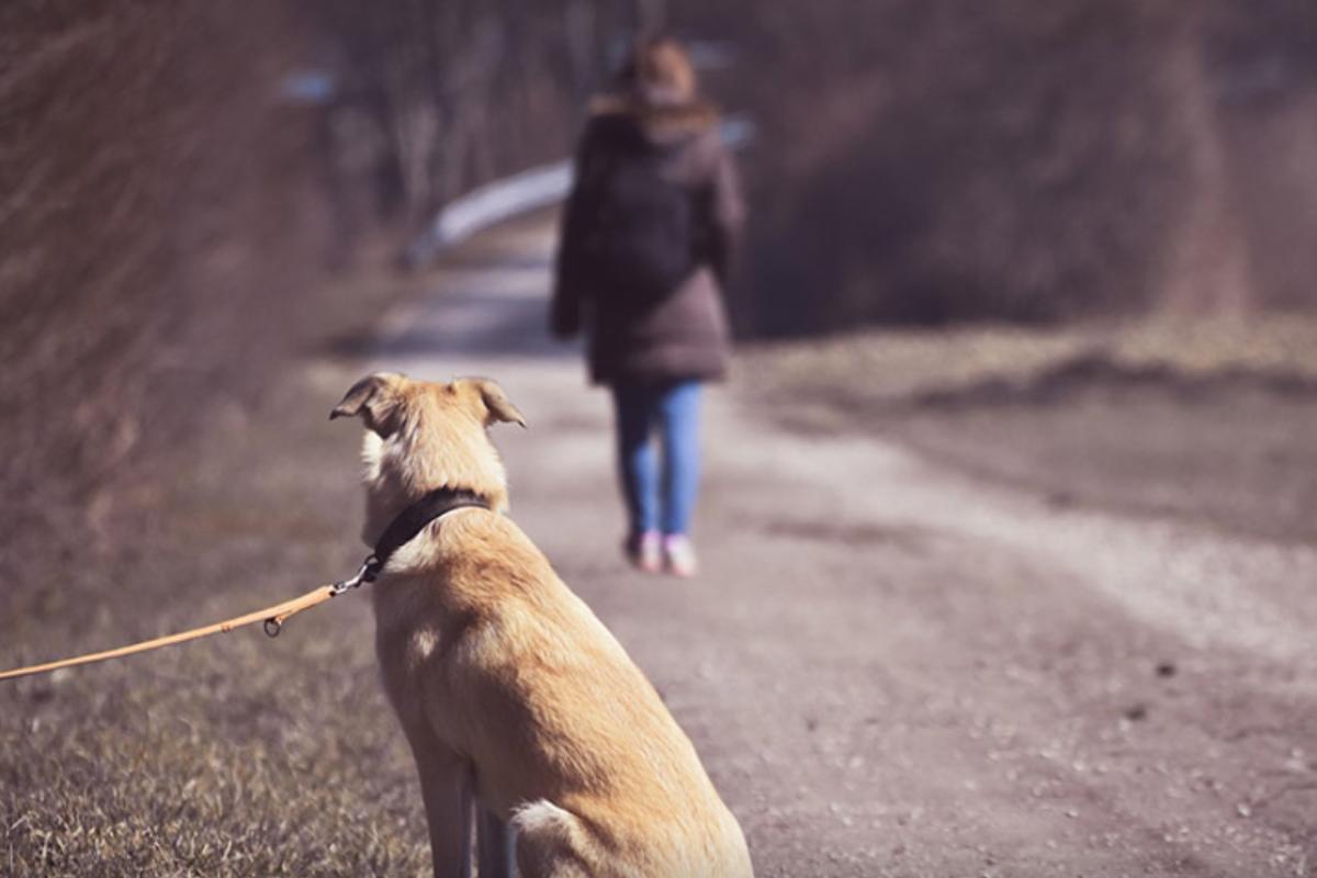 Codice della Strada multe severe cani patente