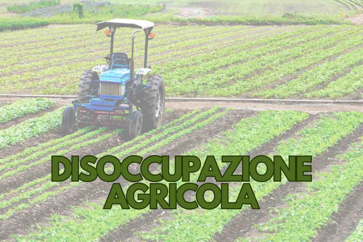 Disoccupazione agricola che è e quanto bisogna aspettare per ottenerla